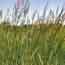 Prairie Grasses