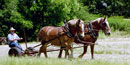 Horse team