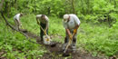 Volunteers construct the Ice Age Trail using hand tools.