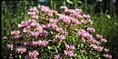 several plants with lush green growth with very noticable light purple flowers on them