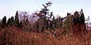 A clump of trees surrounded by marsh land