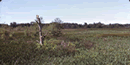 a sea of tall grasses and catails in a marsh setting and trees in the background
