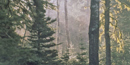 Rays of sunshine permeate the morning mist in the deep woods.