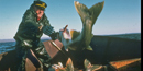 Lake trout are harvested by net.