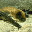 Fringe-tailed myotis
