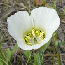 Gunnison's mariposa lilly
