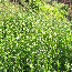 Canada thistle