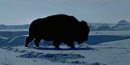 Bison in the snow.