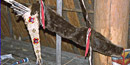 Bow and Quiver