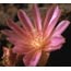 Bitterroot flower with pink petals