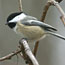 A blackcapped chickadee sits on a grapevine.