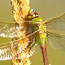 A dragonfly rests on a seedhead.