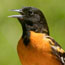 A brilliant orange and black oriole.