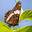 A white admiral butterfly perched on a green leaf against a blue sky.