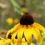 Black-eyed Susan photo