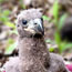 An eaglet resting on the ground.