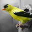 A goldfinch on a feeder.