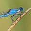 A blue damselfly perches on a grass stem.