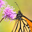 A monarch butterfly feeds on a blazingstar.