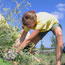 Youth participant pulling invasive weeds among tall grasses. Youth participant pulling invasive weeds among tall grasses.