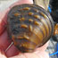 A mussel being held by a researcher.