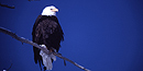 American Bald Eagle