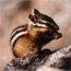 Mount Rushmore Chipmunk