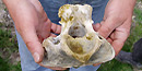 Paleontologist displays fossil rhino vertebra