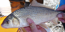 Native river carp