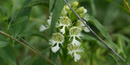 Western Prairie Fringed Orchid