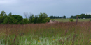 Tallgrass prairie landscape with Big Bluestem Grass