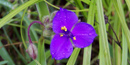 Spiderwort