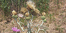 The purple flower of spotted knapweed, a non-native invasive species, is shown with Pitcher's thistle, an endangered species.