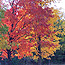 Maple trees in beautiful fall colors of yellow, orange, and red.