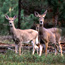 Two graceful does seem to be posing for the camera. Michigan DNR image