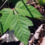 Leaves of three ... let them be. (Photo by Jennifer Anderson,USDA-NRCS Plants Database Leaves of three ... let them be. (Photo by Jennifer Anderson,USDA-NRCS Plants Database