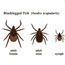 Three life stage of Deer tick reddish body and dark head and legs