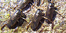 Three waterboatmens on a rock, they are dark brown and the leags are visible
