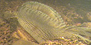 What looks like a striped fish with several tails is actually the opening of the mussel shell which is hard to see.
