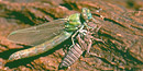 A green dragonfly emerges from its old skin, seen below.