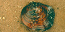 A mussel or clam on the sand.  It is dark and bumpy.