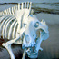 Dinohyus at Agate Fossil Beds