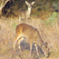 Deer Hunting Deer Hunting