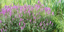 Purple Loostrife is an invasive species