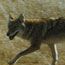 Animals at the preserve