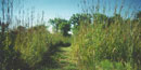 Southwind Nature Trail at Tallgrass Prairie National Preserve