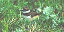 Killdeer at the preserve