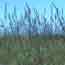 Big bluestem on the prairie
