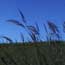 Prairies and grasslands