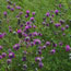 Plants at the Preserve